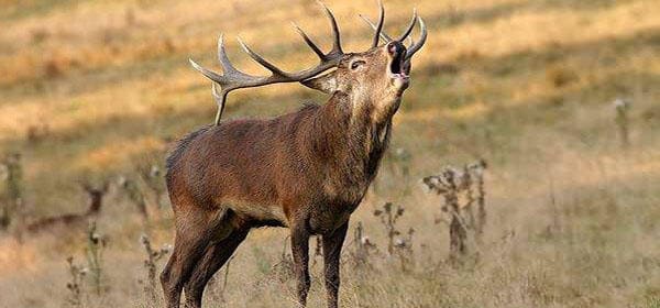 Red deer (Cervus elaphus), reintroduced to Boumort in 1981