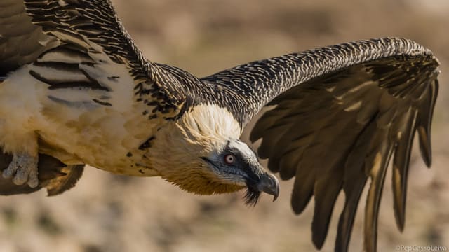 Bearded vulture (Gypaetus barbatus) in flight, Boumort reserve wildlife