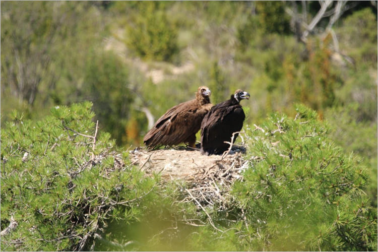 Black vulture (Aegypius monachus), one of the raptors of the Boumort